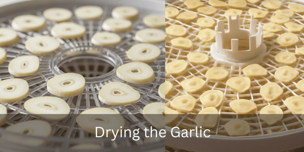 Garlic slices placed on dehydrator trays to dry.